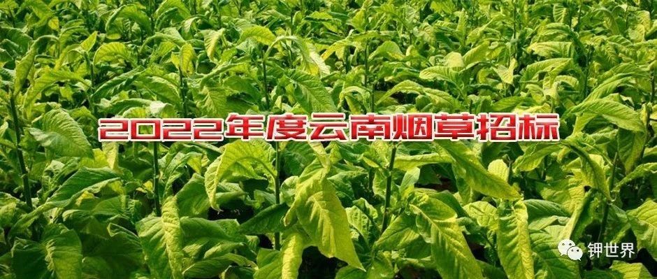  2022年度云南烟草硫酸钾等肥料招标提前公布