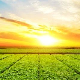 权威发布：我国粮食和重要农产品稳定安全供给能力持续增强！
