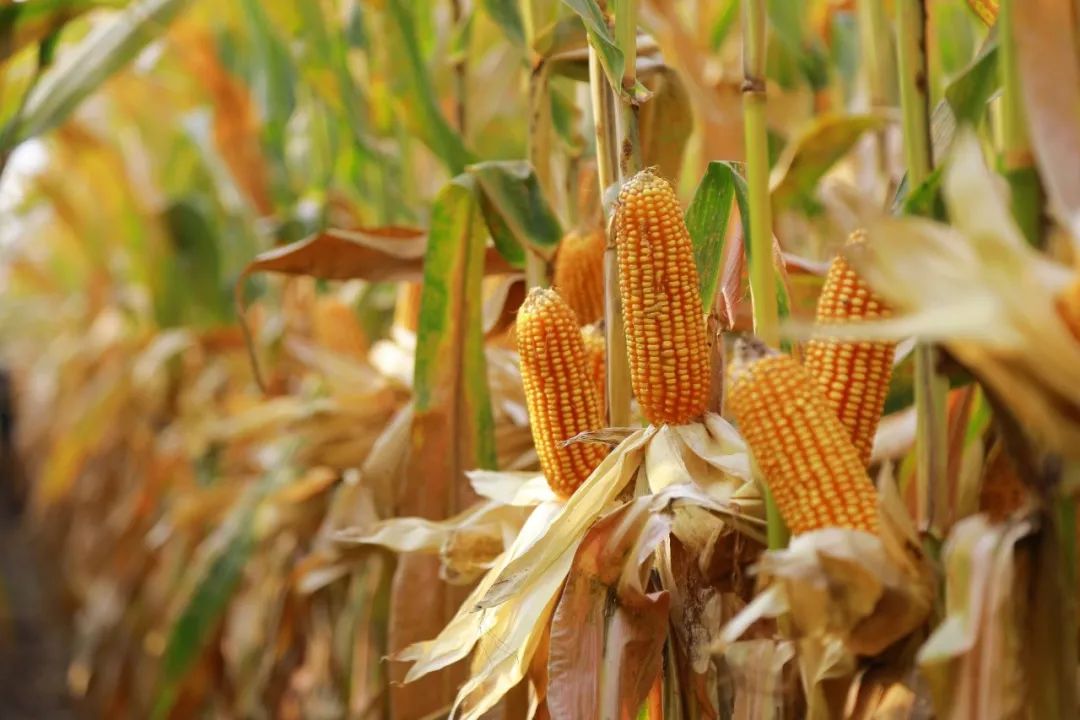 农业农村部调整对2023/24年度玉米、大豆等主要农作物的生产预测