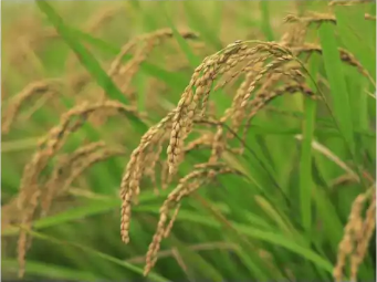 水稻的一生（必须珍藏）